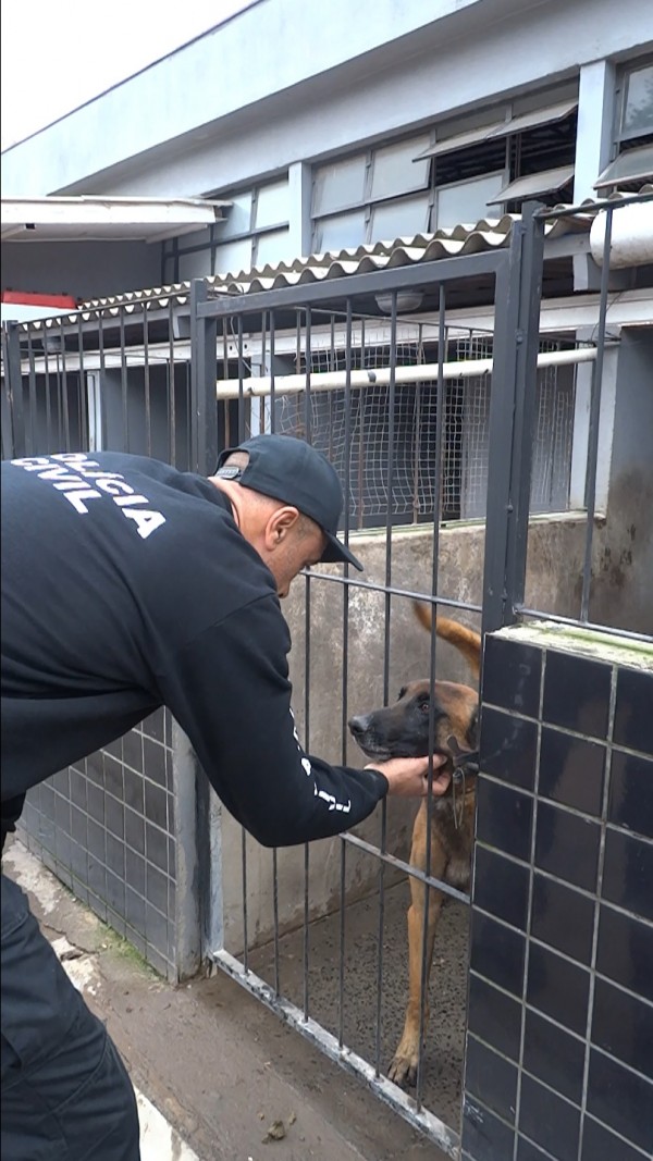 Policial abaixado fazendo carinho embaixo da cabeça de cão dentro de seu canil