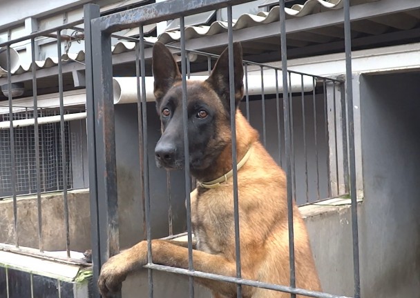 Cão de cor bege e cabeça escura entre grades do canil