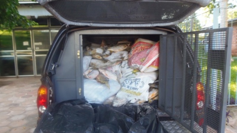 20140131104038peixes-apreendidos.jpg